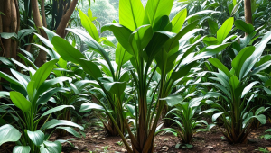 茶叶水放在花盆里可以吗